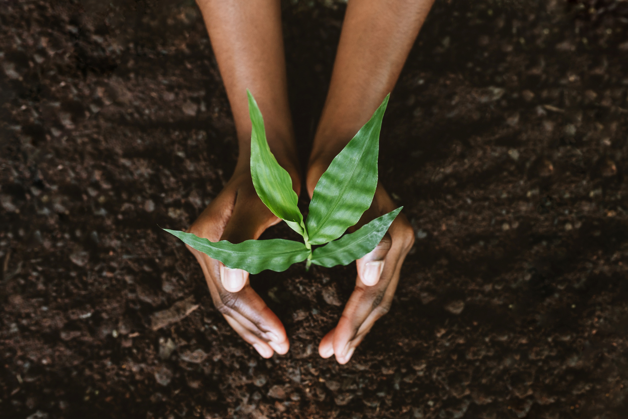 A set of hands holding a plant