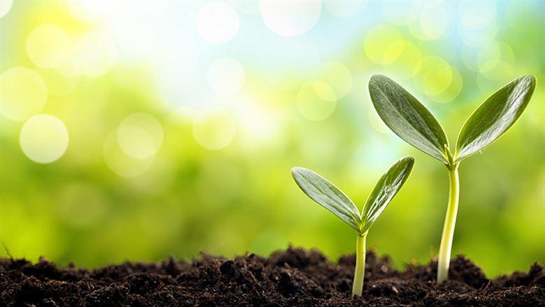 plants growing in soil