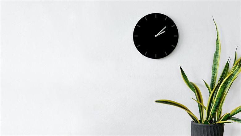 a wall clock and large plant 
