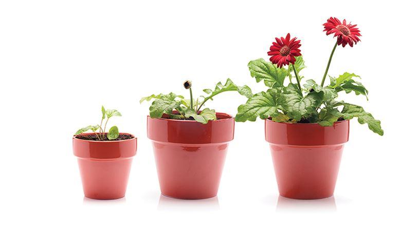 three flower pots arranged from smallest to largest
