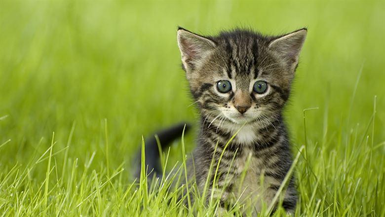 a small kitten standing in tall grass