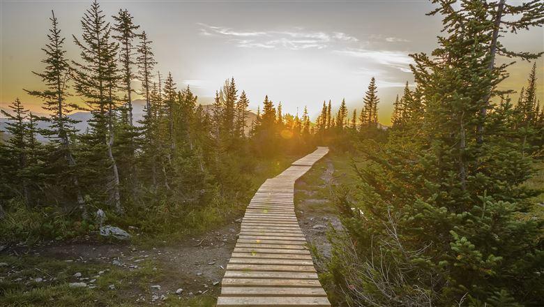 a long wooden path in the forest