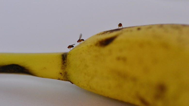 Fruit flies on a banana