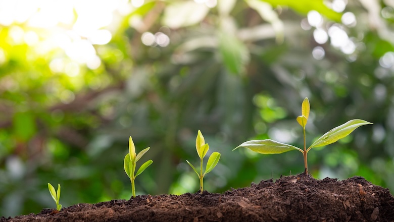 Agriculture and plant grow sequence with morning sunlight and bokeh green blur background. Germinating seedling grow step sprout growing from seed