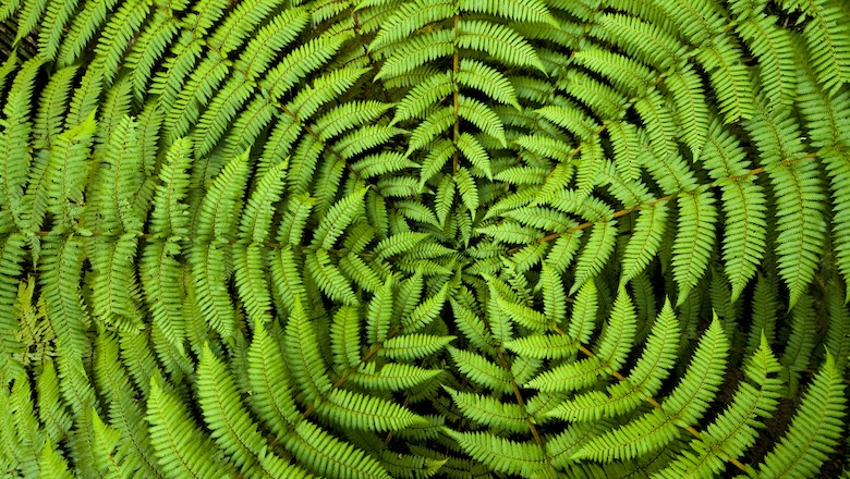 Concentric circles of growth on a New Zealand fern form a useful background pattern.